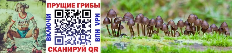 купить наркотики сайты  Новошахтинск  Галлюциногенные грибы Cubensis 